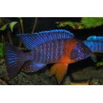 Aulonocara Red Flash 8cm